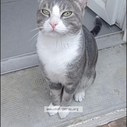 Photo 1/1 Homere Chat lost in Toulouges