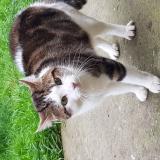 Picture of cat found at Juvisy Sur Orge