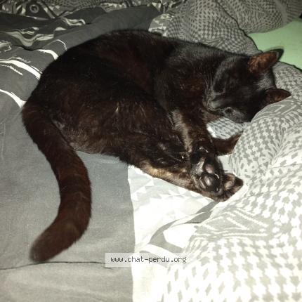 Photo 1/1 Choco Chat lost in Paimboeuf