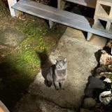 Picture of cat found at Kensington