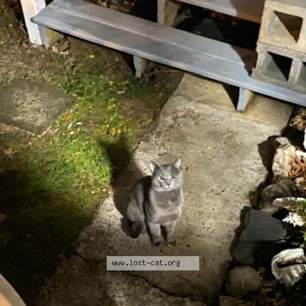 Photo 1/1 Found cat Found in Kensington