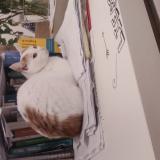 Picture of cat lost at Leipzig