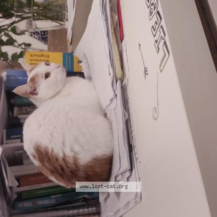 Photo 1/1 Lusy Chat lost in Leipzig