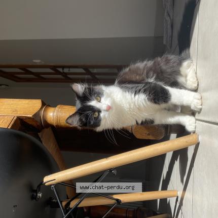 Photo 1/1 voltaire Chat lost in Comps la grand ville