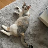 Picture of cat lost at Bazoges En Pareds