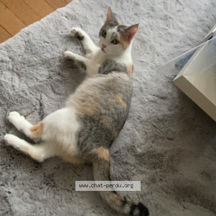 Photo 1/1 Mikasa Chat lost in Bazoges en pareds