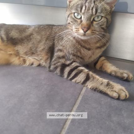 Photo 1/1 Minou Chat lost in Bourgoin jallieu