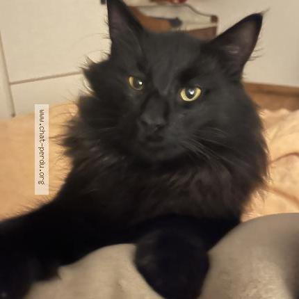 Photo 1/1 Velours Chat lost in Berrien