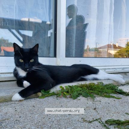 Photo 1/1 Sila Chat lost in Champdeniers