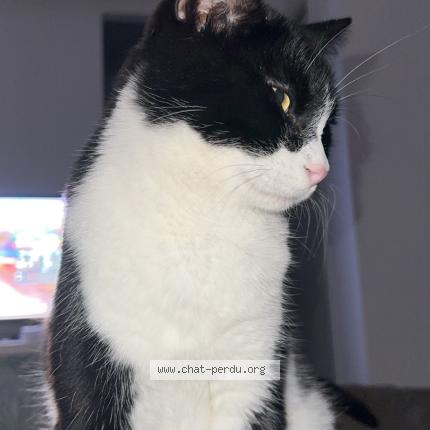 Photo 1/1 Yoda Chat lost in Pont saint esprit