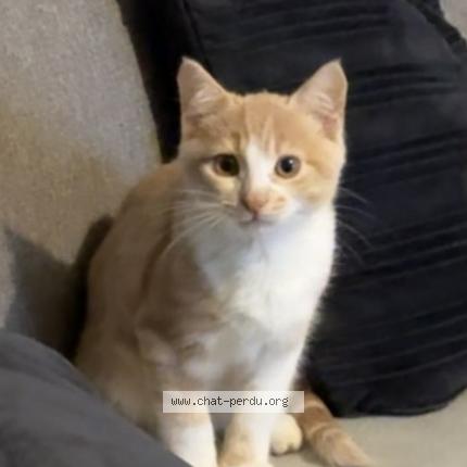 Photo 1/1 Tigrou Chat lost in Noisy le grand