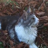 Picture of cat lost at Belleville