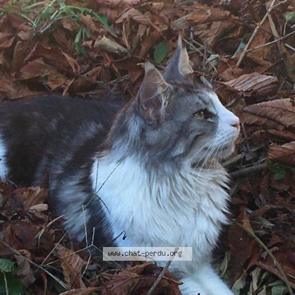 Photo 1/2 Saphir Chat lost in Belleville