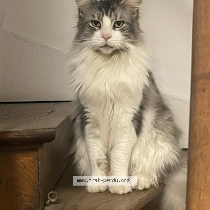 Photo 2/2 Saphir Chat lost in Belleville