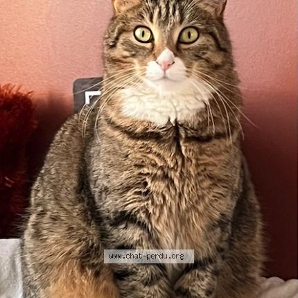 Photo 1/1 Kakkou Chat lost in Bernieres sur mer