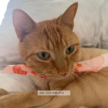 Photo 1/1 Max Chat lost in Doral