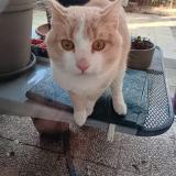 Picture of cat found at Lyon