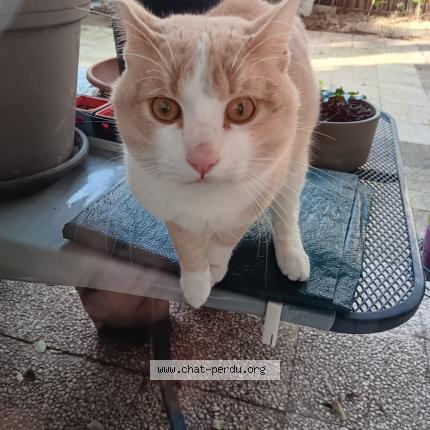 Photo 1/1 Found cat Found in Lyon