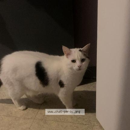 Photo 1/1 Rocky Chat lost in Bonneuil sur marne