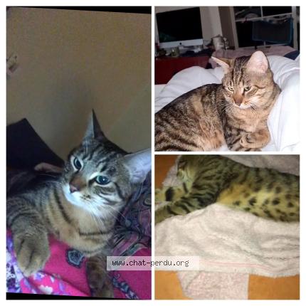 Photo 1/1 Titi Chat lost in Paris