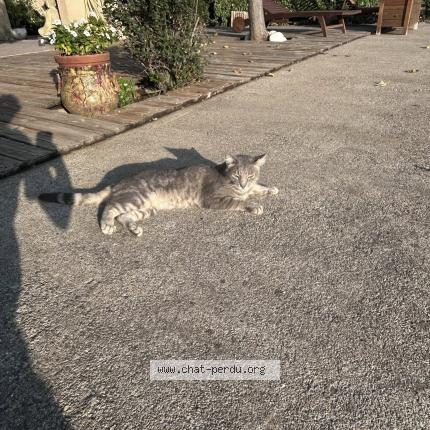 Photo 1/1 Olive Chat lost in Sigean