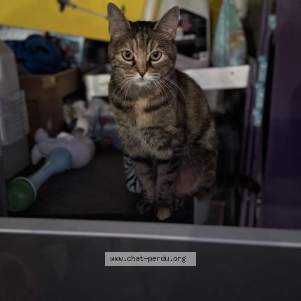 Photo 1/1 Maya Chat lost in Bussy lettree