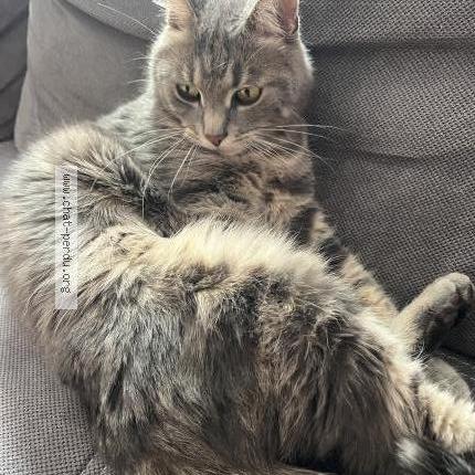 Photo 1/1 Pompon Chat lost in Chateauneuf en rhumerais