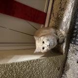 Picture of cat found at Aubepierre Ozouer Le Repos