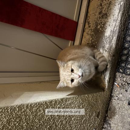 Photo 1/1 Found cat Found in Aubepierre ozouer le repos
