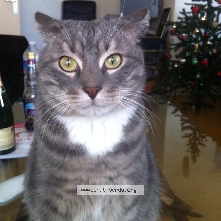 Photo 1/1 Tito Chat lost in Valenton