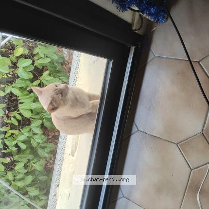 Photo 1/1 Simba Chat lost in Evron