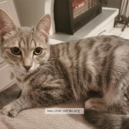 Photo 1/1 IROISE Chat lost in Saint helene bondeville