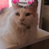 Picture of cat lost at Avignon