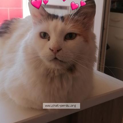 Photo 1/1 Yocky Chat lost in Avignon