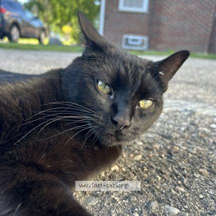 Photo 1/1 Apollo Chat lost in Warren