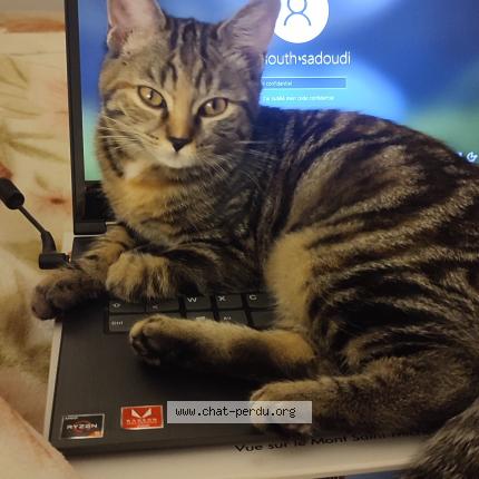 Photo 1/1 Joy Chat lost in Noisy le grand