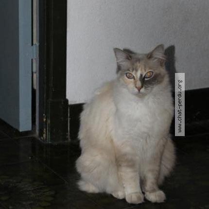 Photo 1/1 Yuna Chat lost in Soual