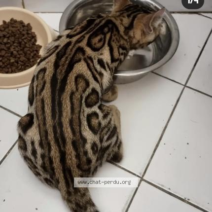 Photo 1/1 Tsuky Chat lost in Le haillan