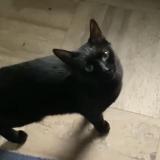 Picture of cat lost at Cachan