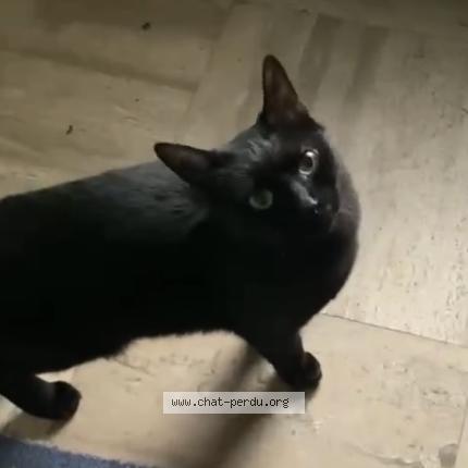 Photo 1/1 Didi Chat lost in Cachan