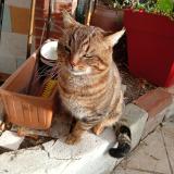 Picture of cat found at Argenteuil