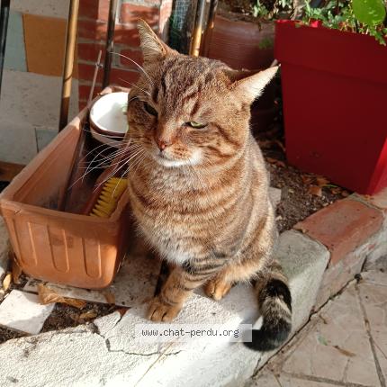 Photo 1/3 Found cat Found in Argenteuil