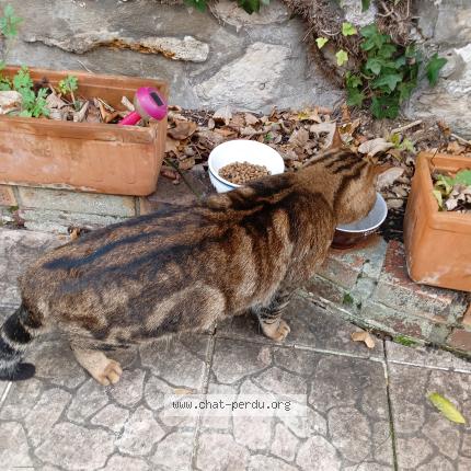 Photo 2/3 Found cat Found in Argenteuil