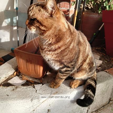 Photo 3/3 Found cat Found in Argenteuil