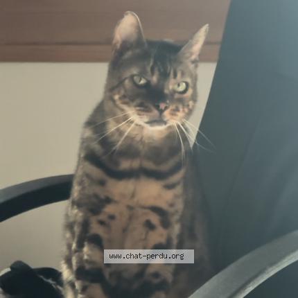 Photo 1/1 Baguette Chat lost in Saint cheron