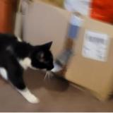 Picture of cat lost at Argentan