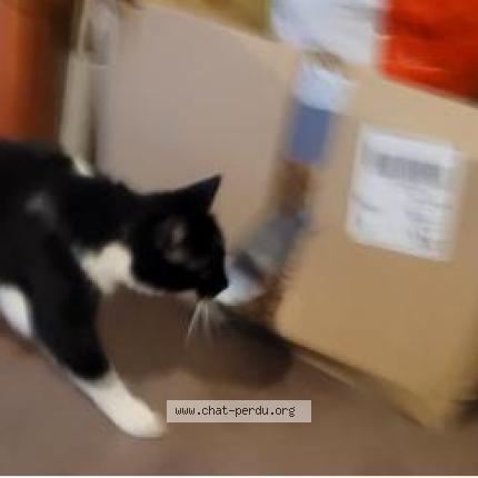 Photo 1/1 Mazikeen Chat lost in Argentan