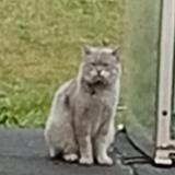 Picture of cat found at Saint Etienne