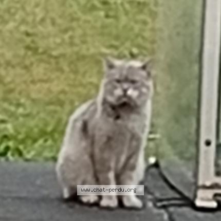 Photo 1/1 Found cat Found in Saint etienne