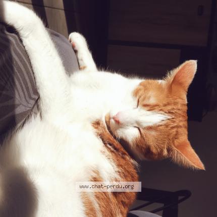 Photo 1/1 Moustik Chat lost in Garganvillar